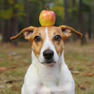 Desvelando los Misterios del Ácido Estomacal Canino: Más Allá de los Remedios Caseros