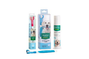 stangest-dentican-kit-dental-para-perros
