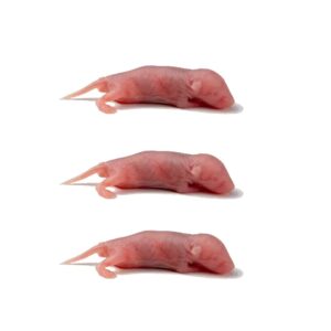 Pinky Congelado (ratón talla s) 1ud
