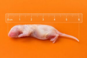 Ratón Primer pelo (3-4gr) Congelado 1ud